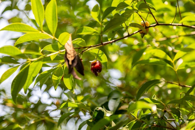 Foto ripe eugenia involucrata una especia exótica de cereza que se encuentra comúnmente en américa del sur en brasil