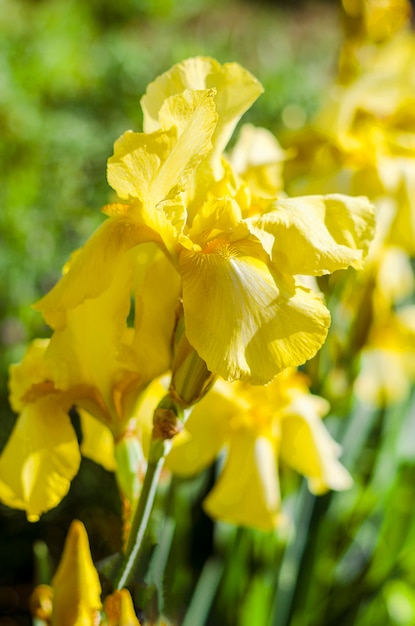 Íris amarelas no jardim