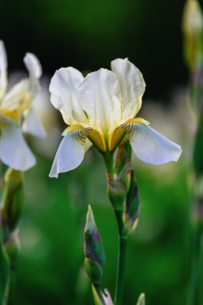 Íris branca florescendo em flores de íris de jardim de primavera em fundo desfocado Foco seletivo