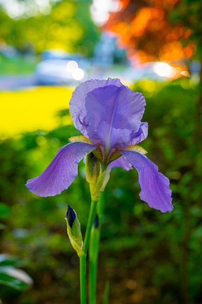 Íris colorida muito bonita vista de perto primavera e verão flor roxa no jardim