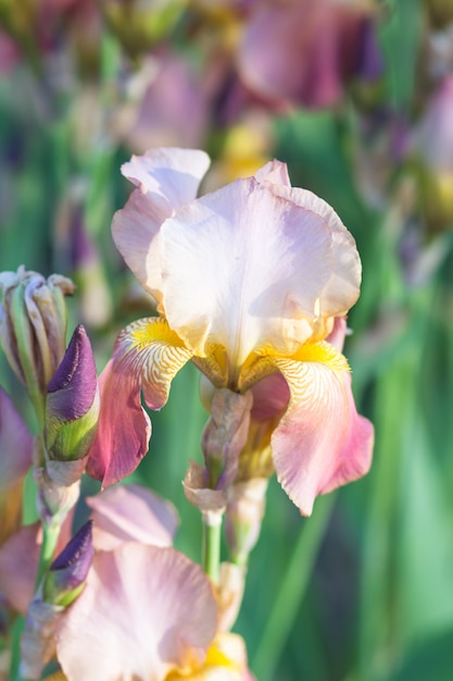 Íris cor-de-rosa e amarelas coloridas