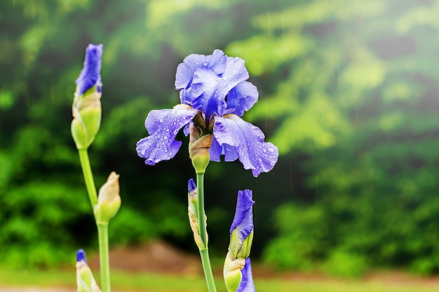 Íris de flor roxa. Flores decorativas da primavera_