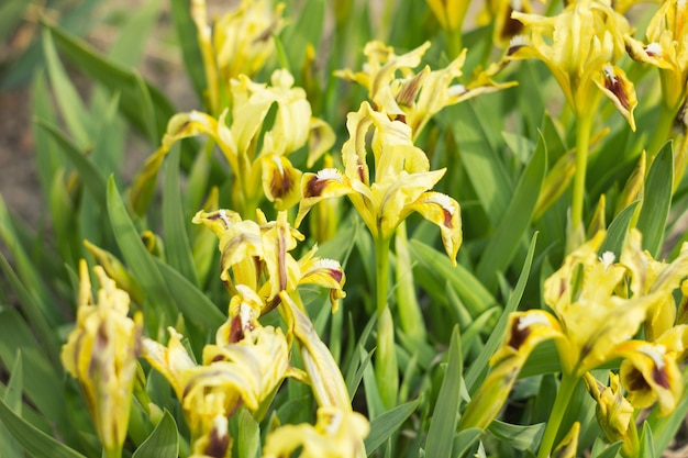 Íris de flores amarelas com luz solar, flores da Primavera