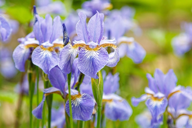 Íris de flores em um fundo de grama