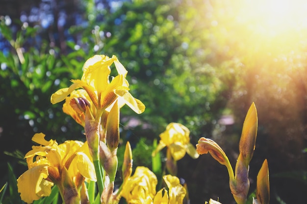 Íris florescendo no jardim à luz do sol