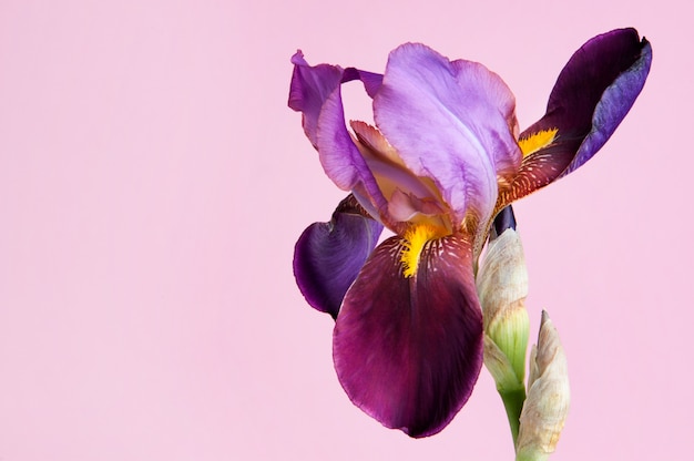 Íris violeta em fundo rosa