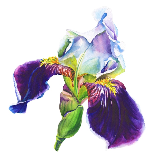 Íris violeta. Flor em aquarela sobre fundo branco.