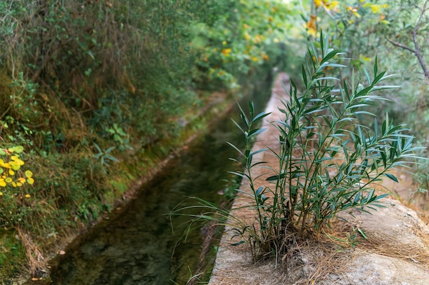 Riso artificial concreto entre a vegetação em uma área montanhosa