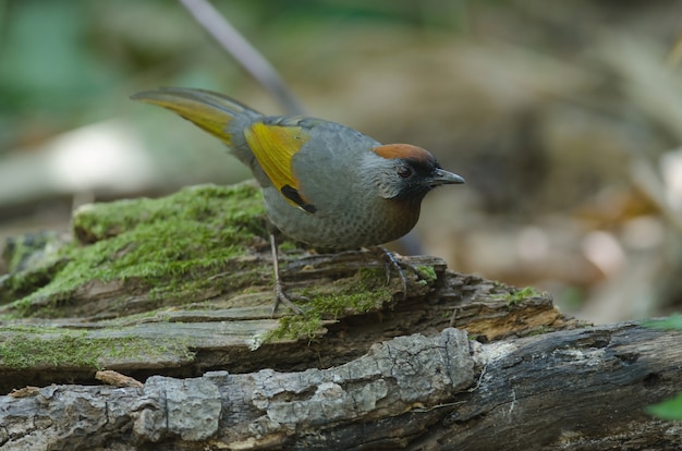 Risonho-de-orelha-prateada na natureza (Trochalopteron melanostigma) Tailândia