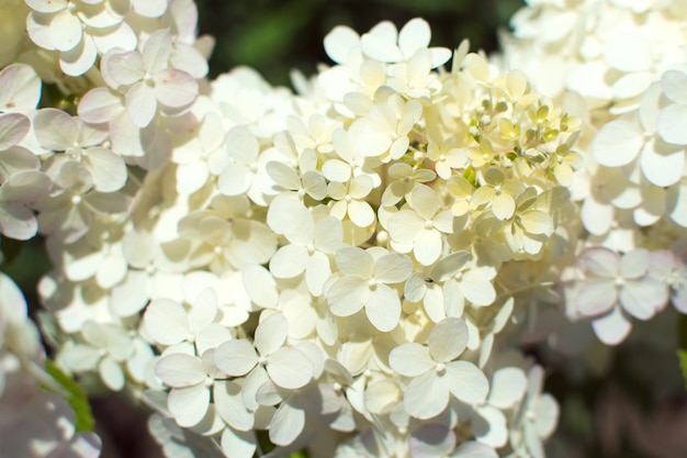 rispige Hortensie weiße Blüten