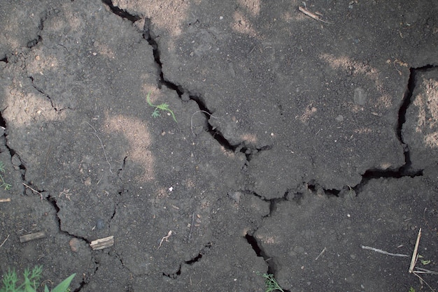 Riss durch Austrocknung ein Symbolbild für Wachstum unter widrigen Bedingungen Ernteausfall Erntekrankheiten Pflanzenkrankheiten