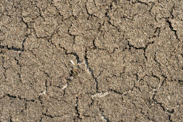 Risse auf trockenem Boden Dürre aufgrund fehlender Niederschläge Schlechte Ernte aufgrund fehlender Feuchtigkeit im Boden Ein leerer Hintergrund und die Textur einer verwitterten Erde