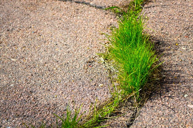 Rissige Autobahnstraße und grüne Sprossen wachsen durch das neue Lebenskonzept der Asphaltstraße