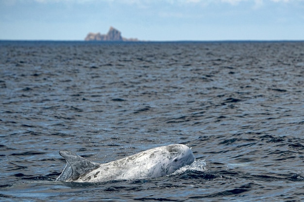 Risso Dolphin Grampus en el océano Atlántico