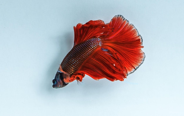 Foto ritmico de peixe betta peixe de luta siamês betta splendens isolado em fundo branco