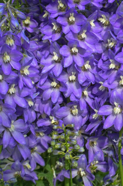 Rittersporn Blumen blühen Delphinium mehrjährige Blumen Blaue Rittersporn Blume