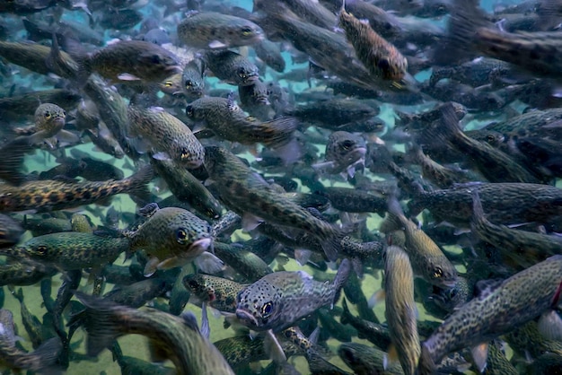 River Trout nadar debaixo d'água, Cena subaquática de truta, Fazenda de trutas