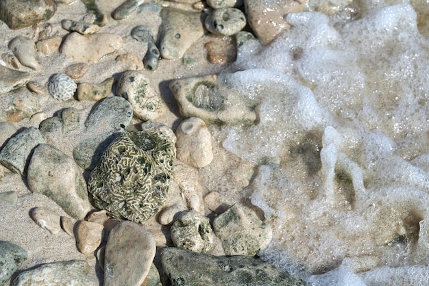 Foto riviera maya arrecife de coral en la playa de arena méxico