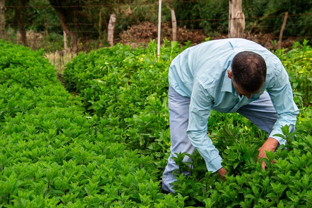 Rmint-Ernteprozess Männlicher Bauer, der Rmint mit dem Weeding Sichel-Werkzeug erntet