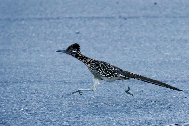 Foto roadrunner auf der straße