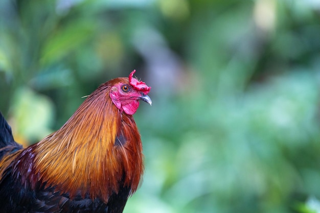 Foto roaster na rua nas filipinas