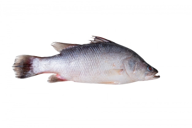 Robalo de peixe fresco isolado no branco