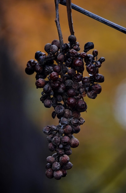 Foto robar las uvas de la vida