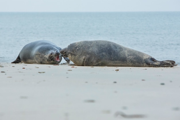 Robbe am Strand auf der Düneninsel in der Nähe von Helgoland