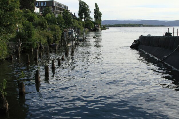 Robben auf einem U-Boot im Gewand der Validivia Chile