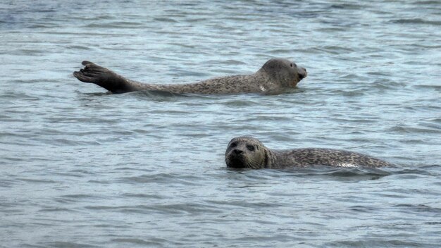 Robben im Meer