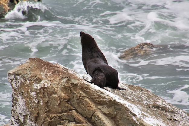 Foto robben im pazifik schließen kaikoura dorf neuseeland