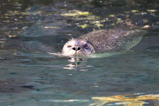 Foto robben schwimmen im wasser