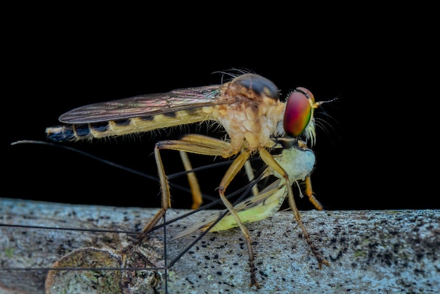 Robberfly se alimenta de ramitas