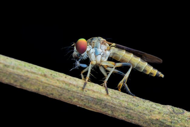 Robberfly se alimenta de ramitas