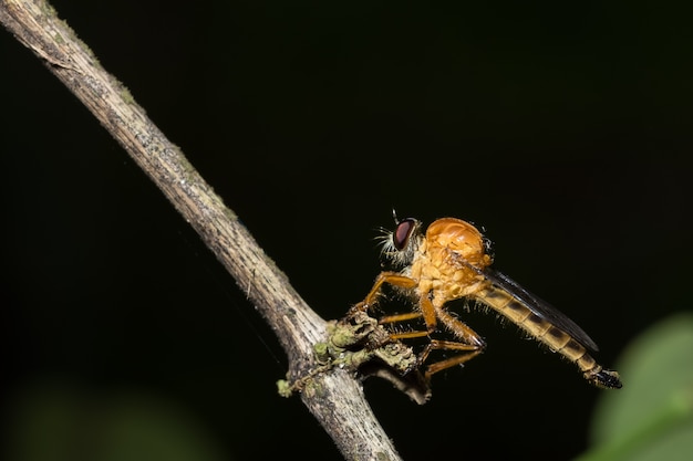 Robberfly (Asilidae) en las plantas