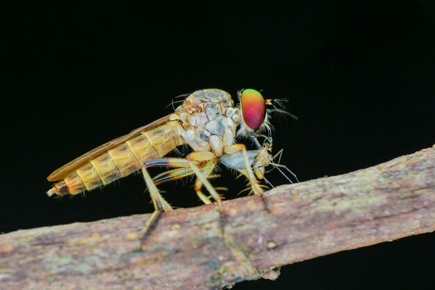 Robberfly Beute auf schwarzem Hintergrund