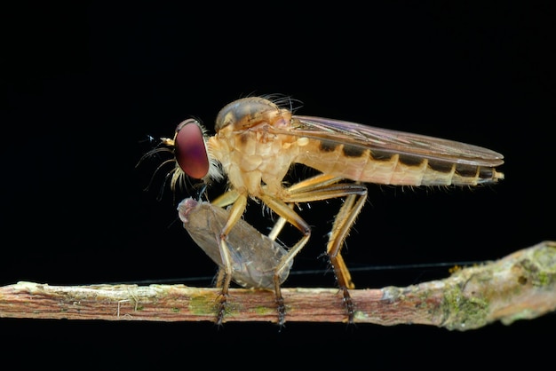 Robberfly Beute auf schwarzem Hintergrund