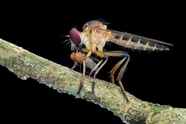 Robberfly Beute auf Zweigen