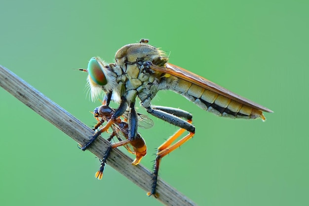 Robberfly Beute auf Zweigen