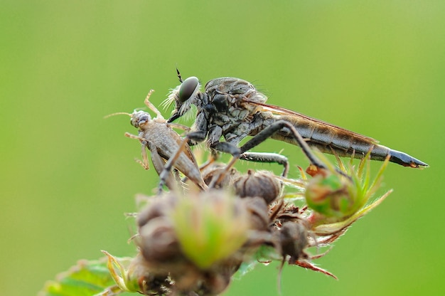 Robberfly Beute natürlicher Hintergrund