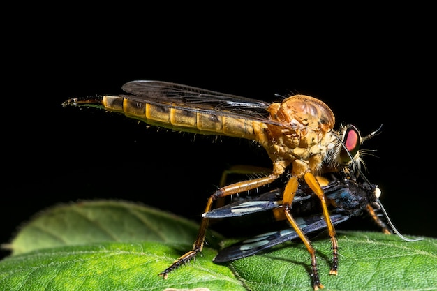 Robberfly está comendo comida