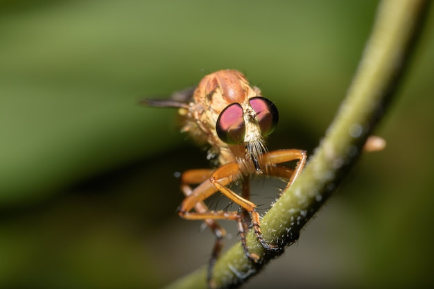 Robberfly macro en la naturaleza, fondo negro