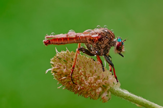 Robberfly sentado no caule no habitat natural, vida selvagem