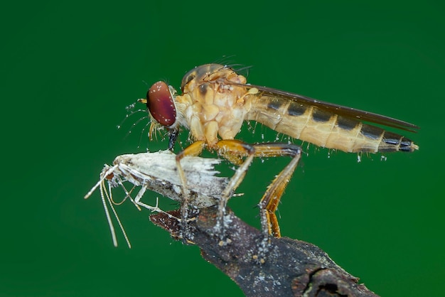 robberfly sobre fondo verde