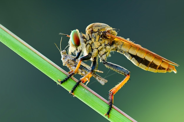 robberfly sobre fondo verde