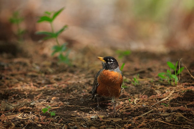 Robin americano no jardim