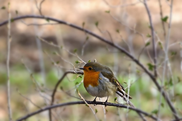 Robin auf einem Ast