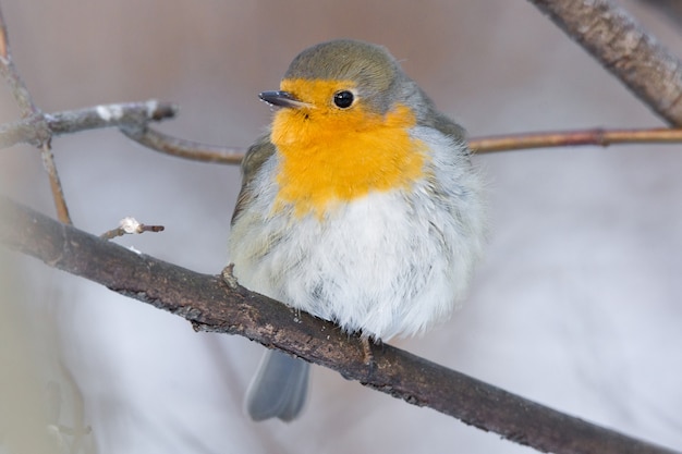 Robin auf einem Ast