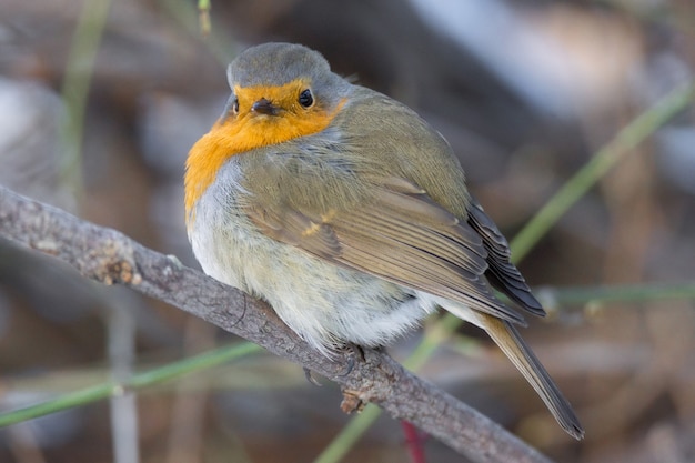 Robin auf einem Ast