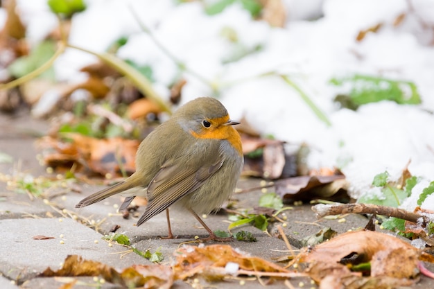 Robin auf einem Ast